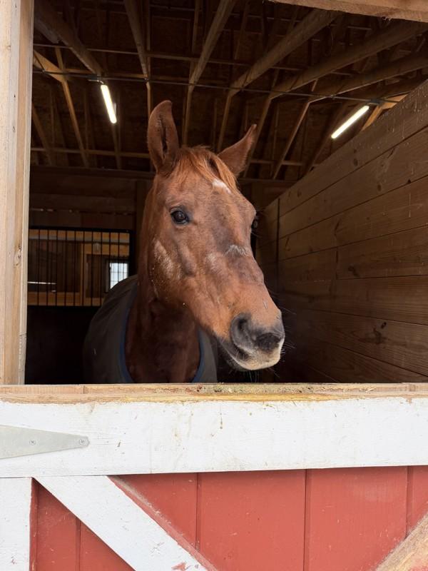 Jersey, Adoptable, Senior Female Quarterhorse.