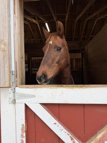 Enlarge Jersey, a Adoptable mixed breed in Stratham, NH image 2/2