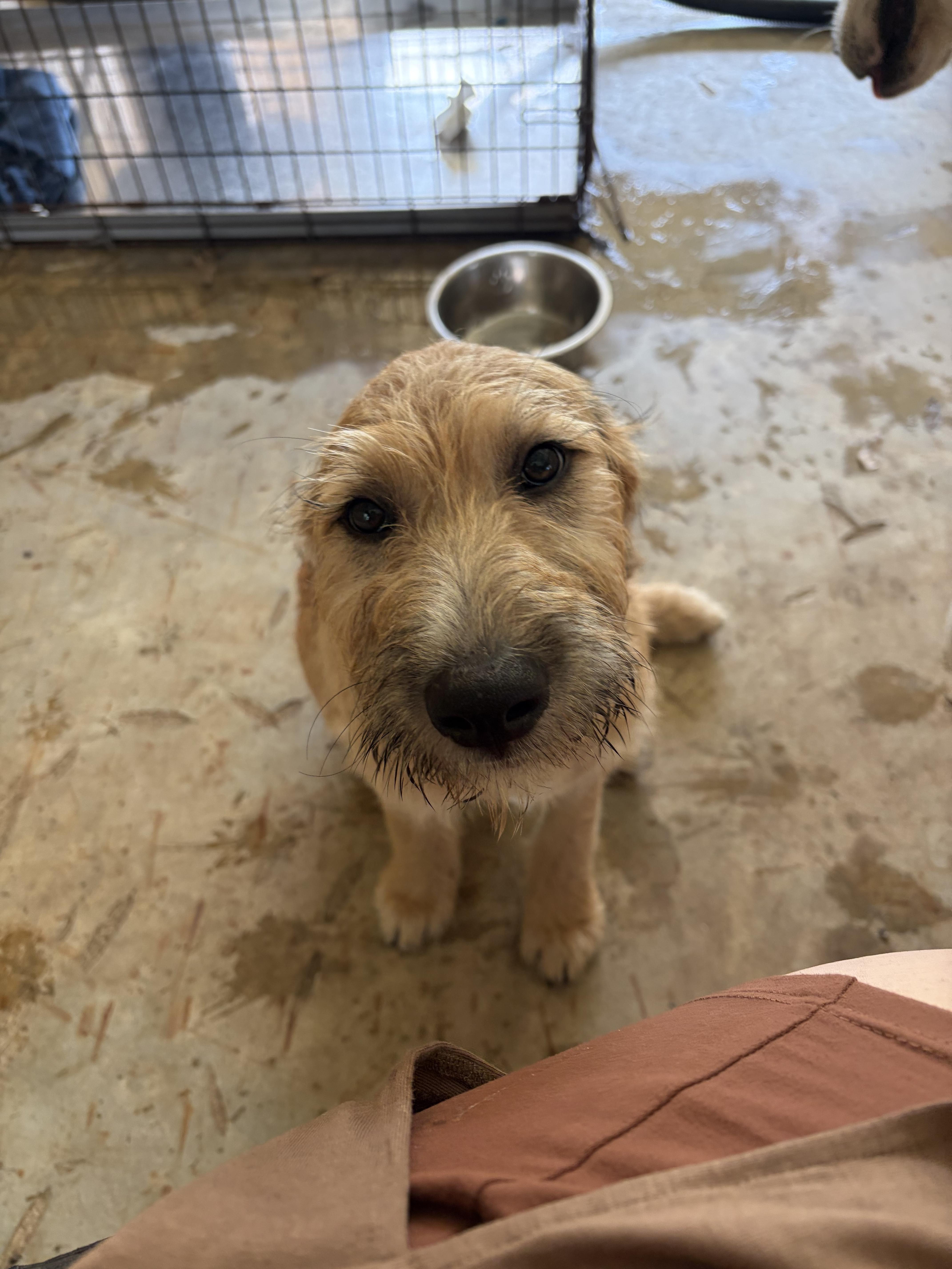 Heen, a Adoptable Goldendoodle in Covington, LA image 4/4