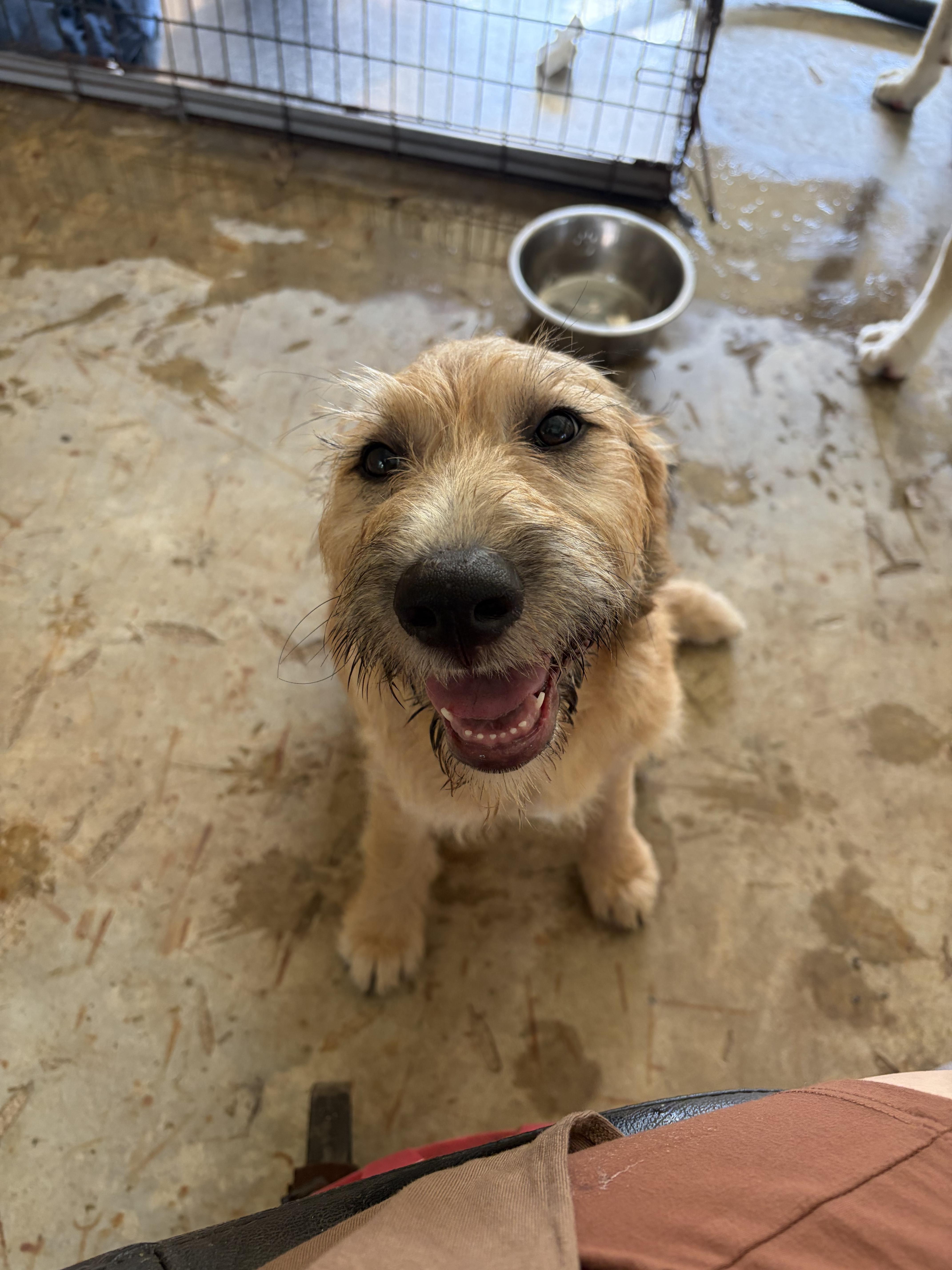 Heen, a Adoptable Goldendoodle in Covington, LA image 3/4