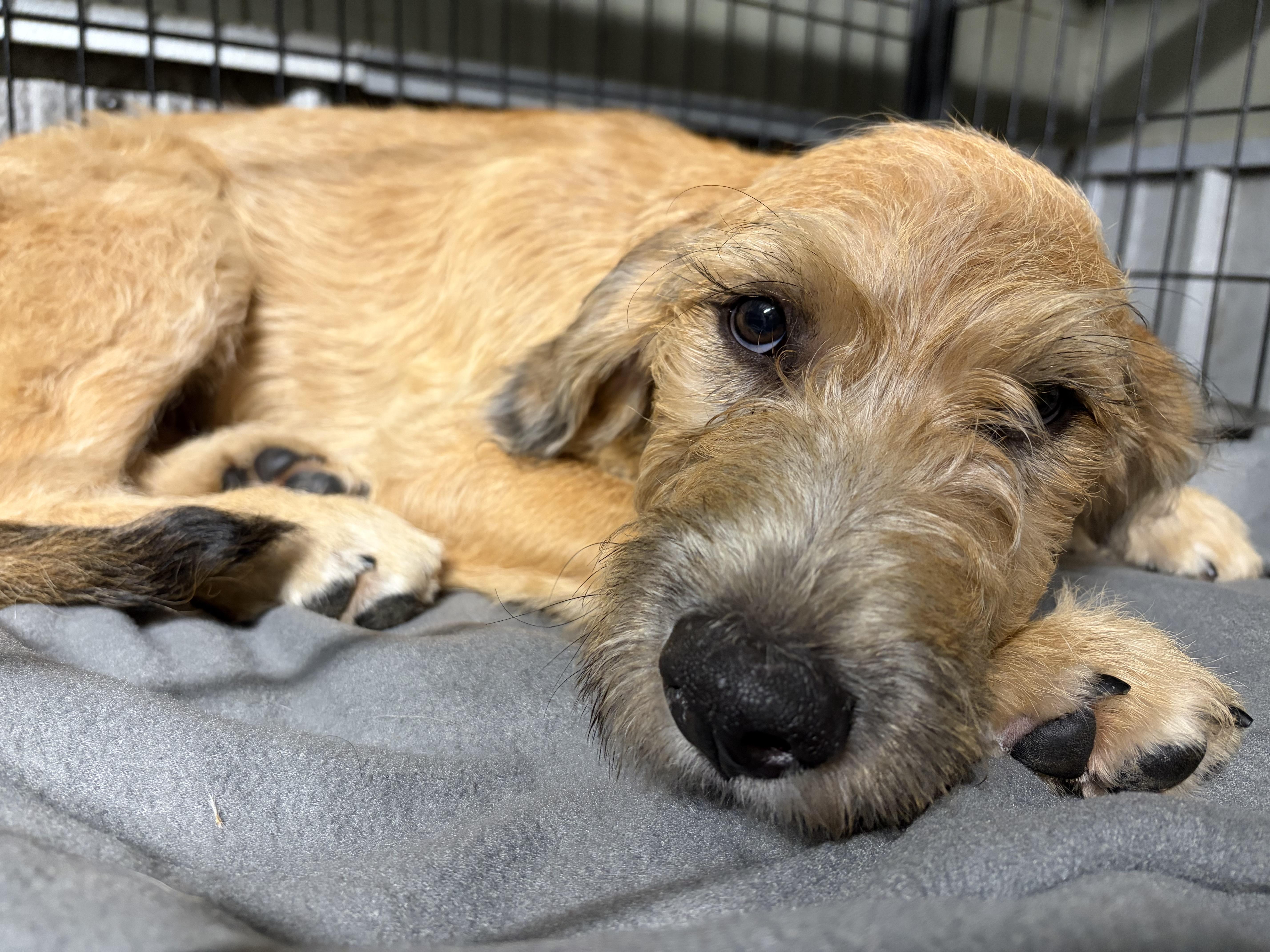 Heen, a Adoptable Goldendoodle in Covington, LA image 1/4