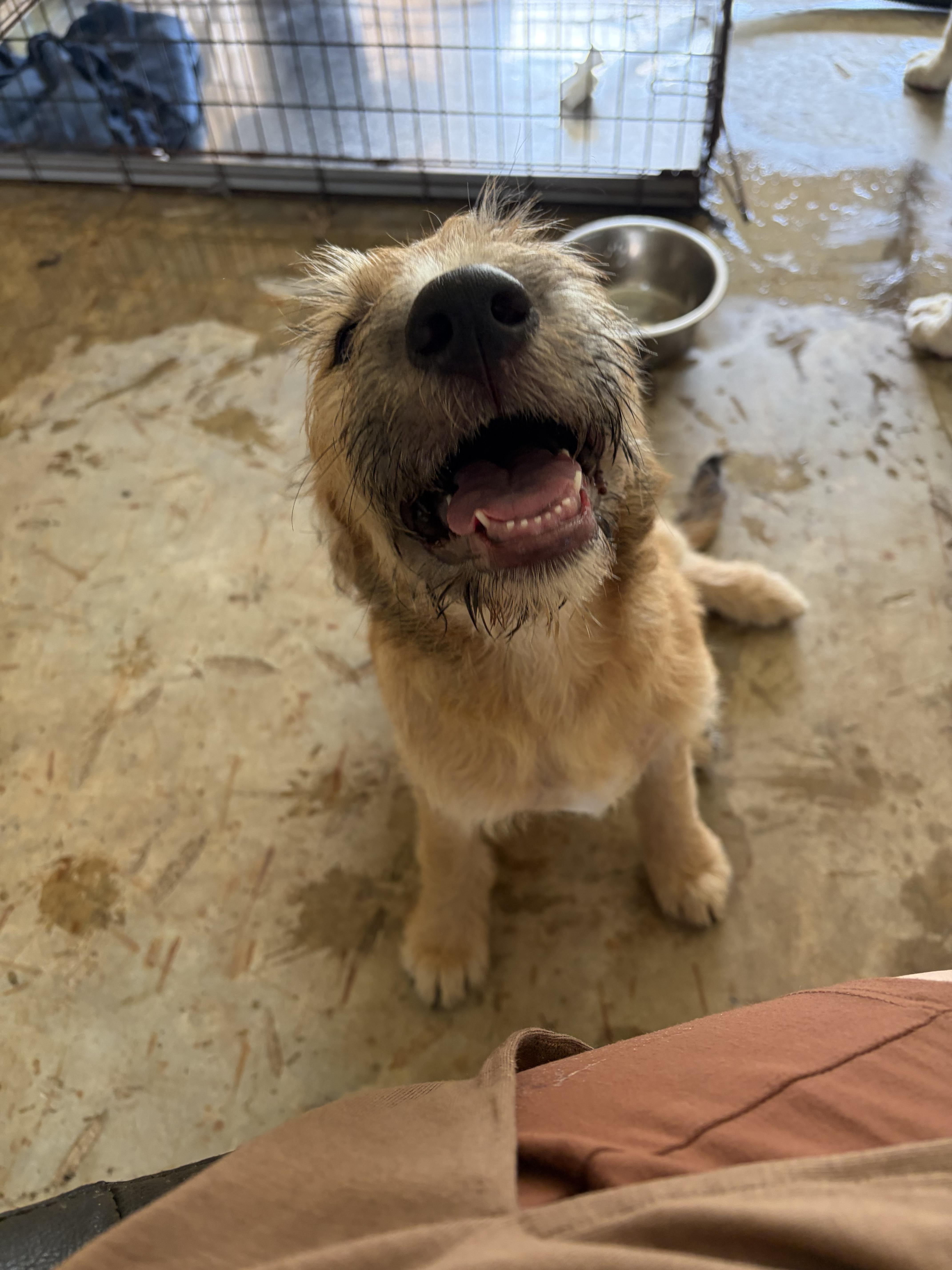Heen, a Adoptable Goldendoodle in Covington, LA image 2/4