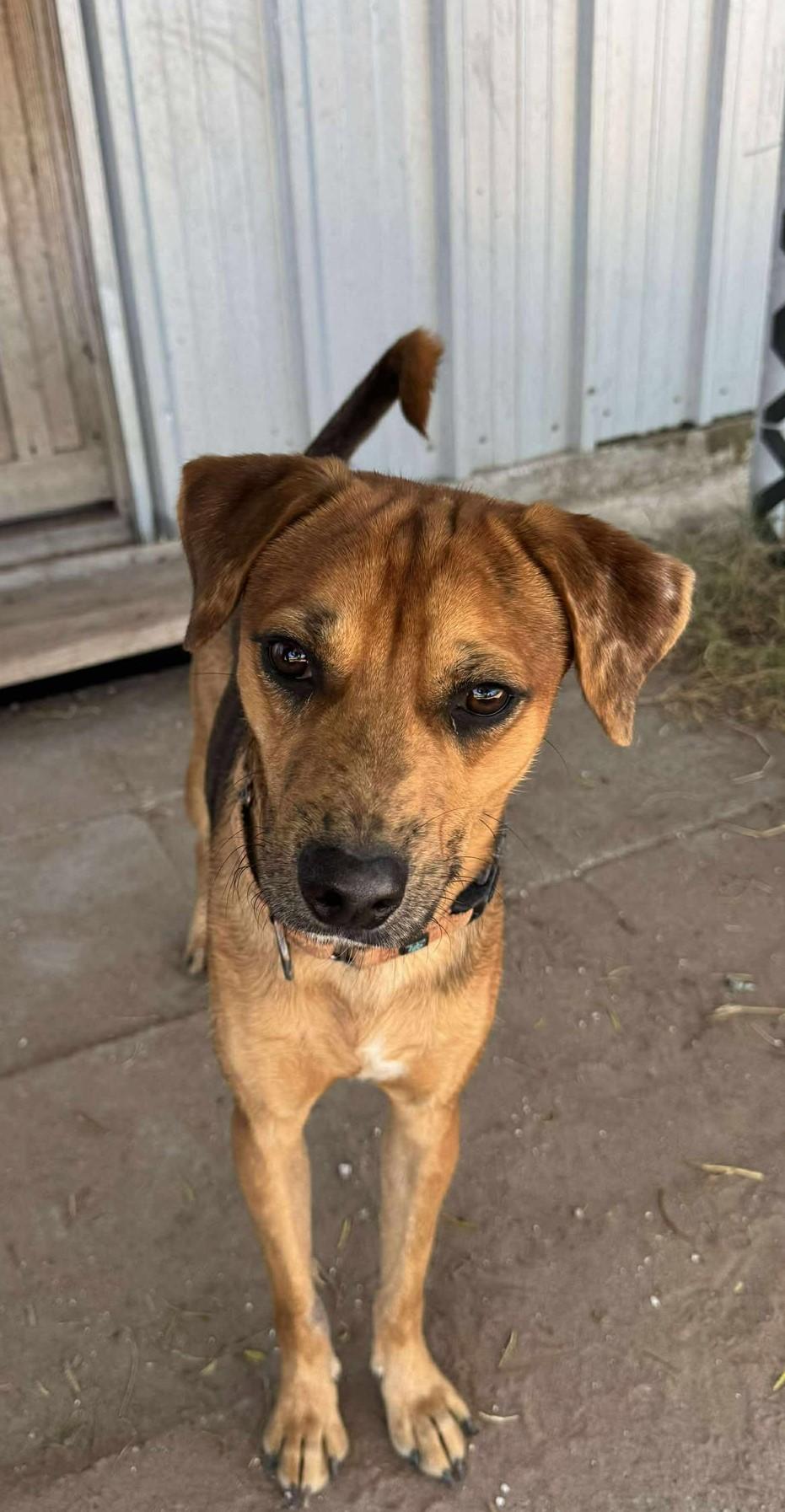Kyle, Adoptable, Young Male Shepherd.