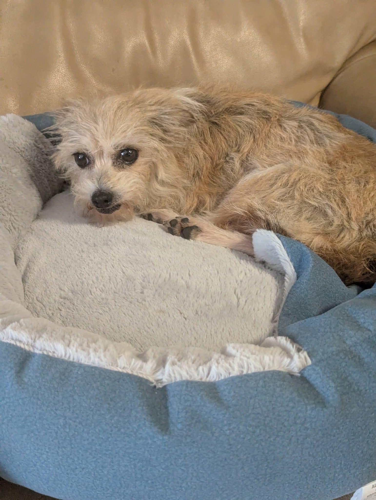 Lovey Doves, Adoptable, Adult Female Yorkshire Terrier.