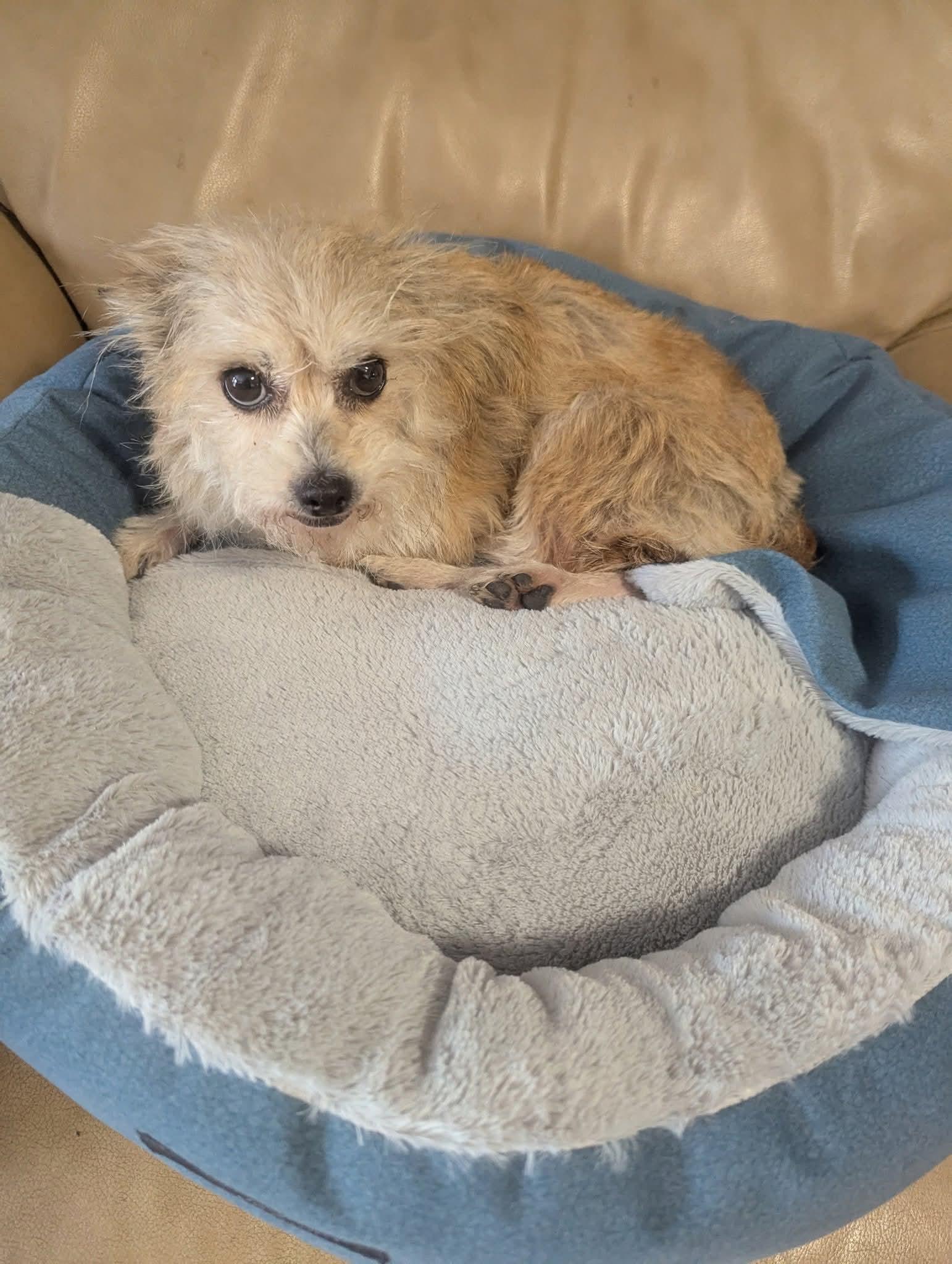 Enlarge Lovey Doves, a Adoptable mixed breed in Oakland, CA image 2/6
