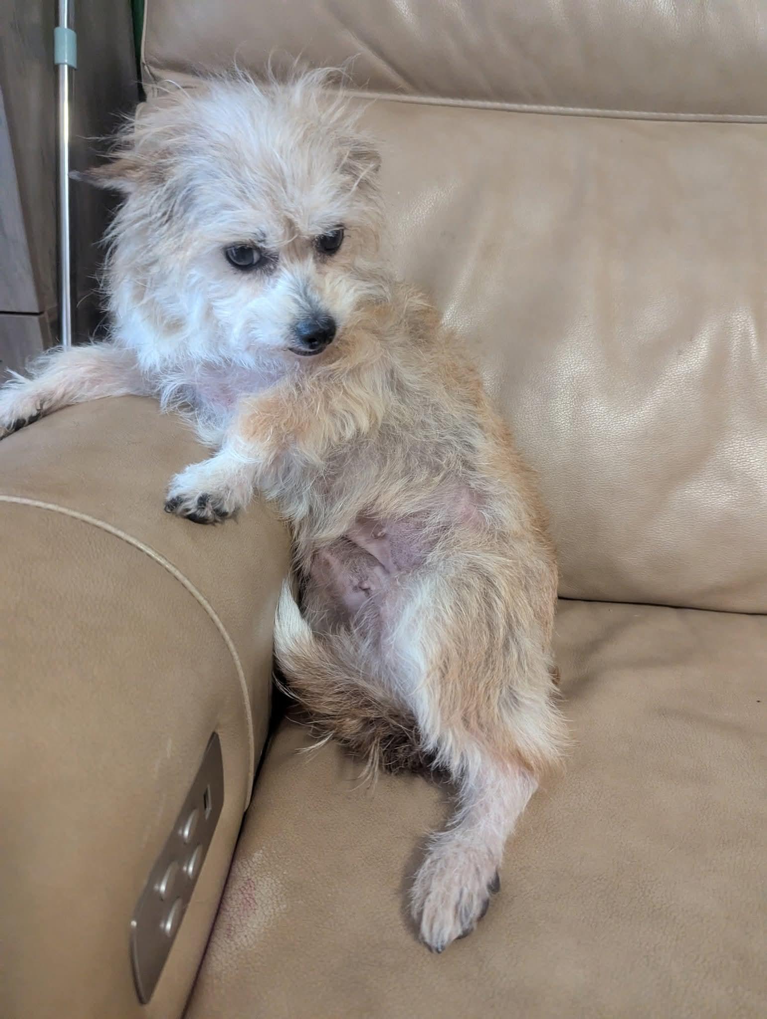 Enlarge Lovey Doves, a Adoptable mixed breed in Oakland, CA image 6/6