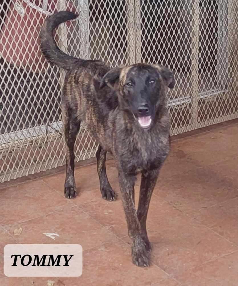 Tommy