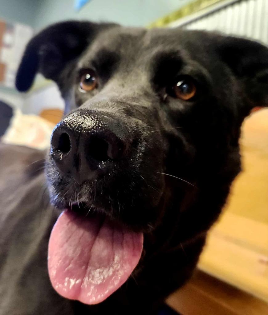 Hammie, Adoptable, Adult Female Mixed Breed.