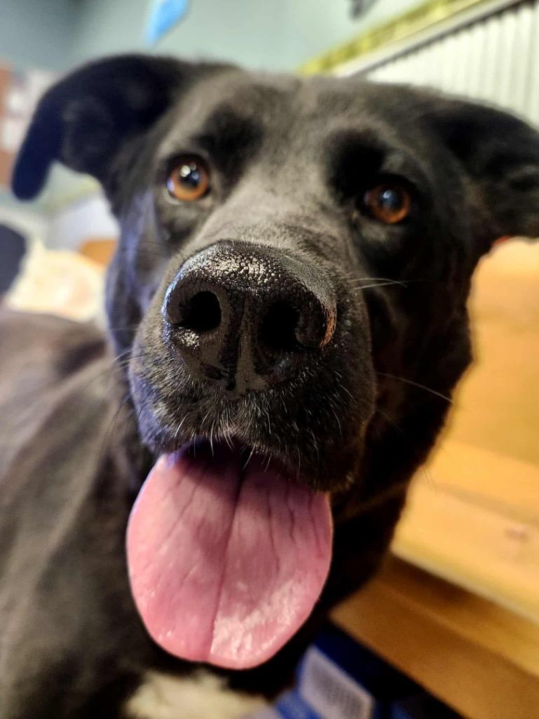 Enlarge Hammie, a Adoptable mixed breed in Shelbyville, TN image 2/4