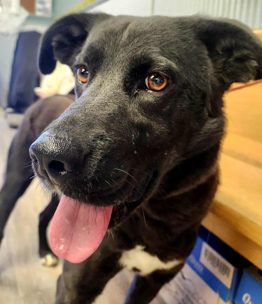 Hammie, a Adoptable mixed breed in Shelbyville, TN image 1/4