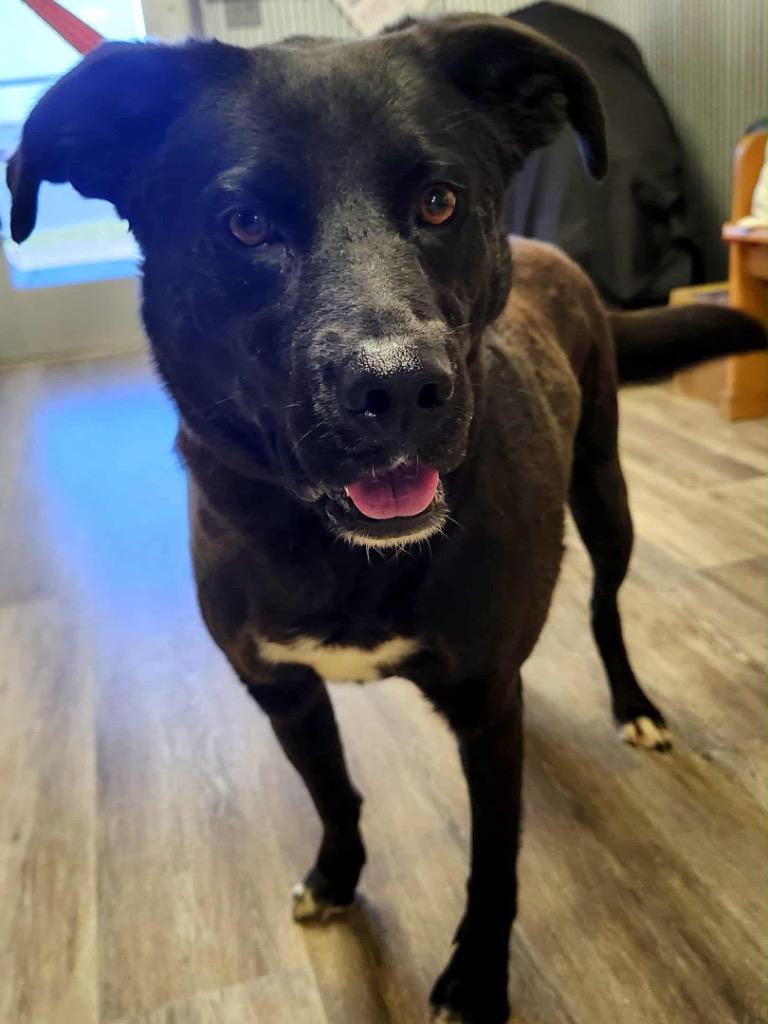 Hammie, Adoptable, Adult Female Mixed Breed.