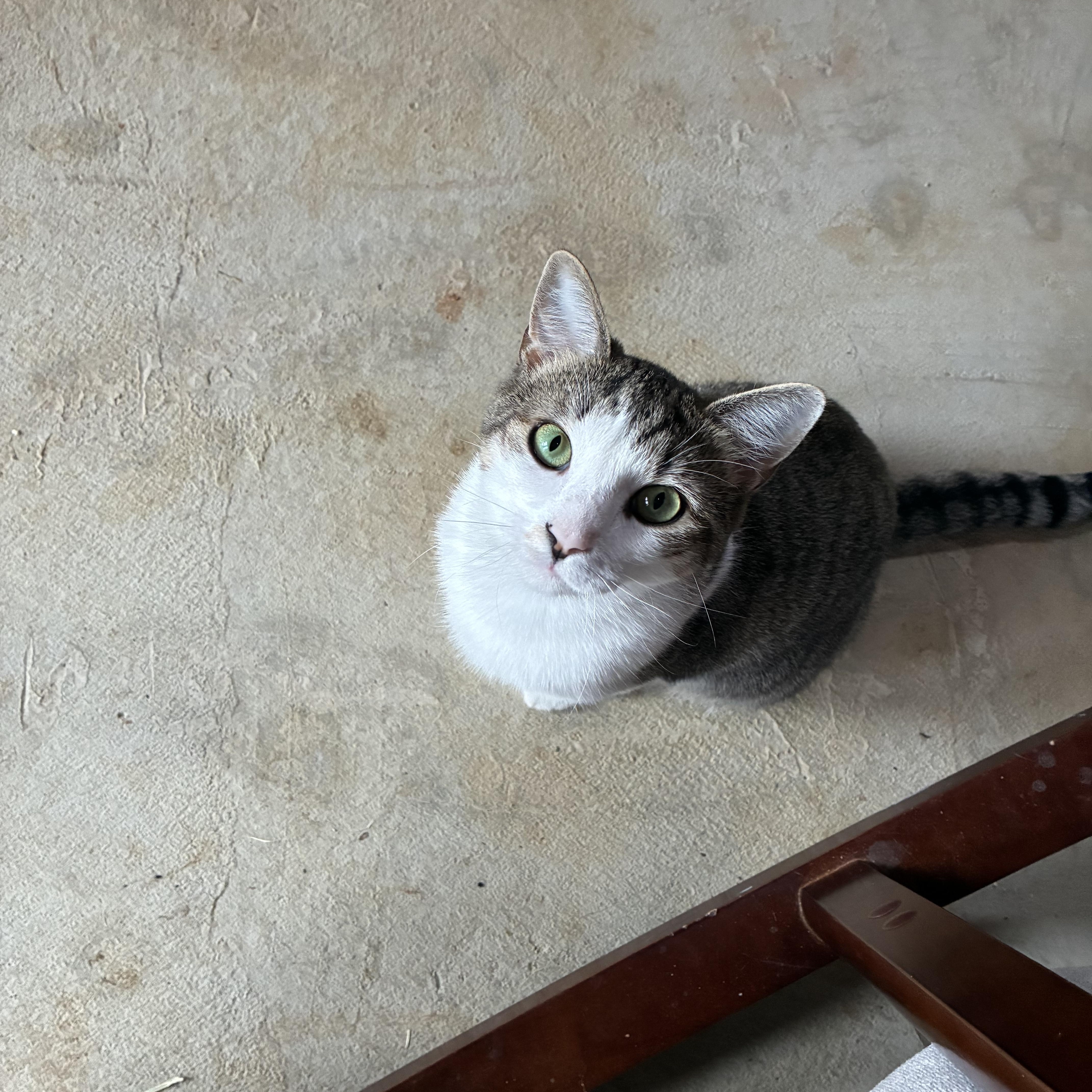 Sabrina - 11 MONTHS - READY TO JUMP INTO YOUR HEART!