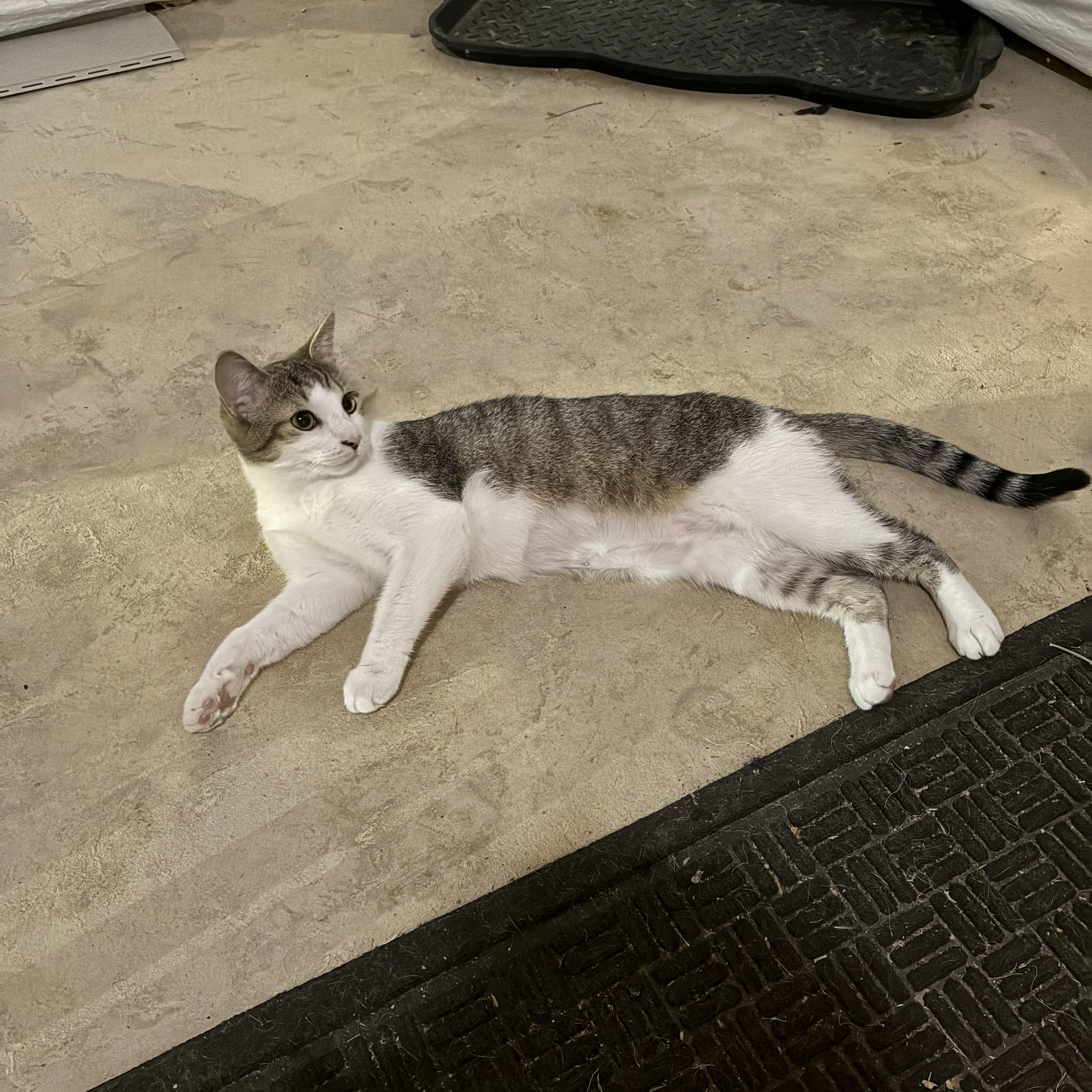 Sabrina - 11 MONTHS - READY TO JUMP INTO YOUR HEART!