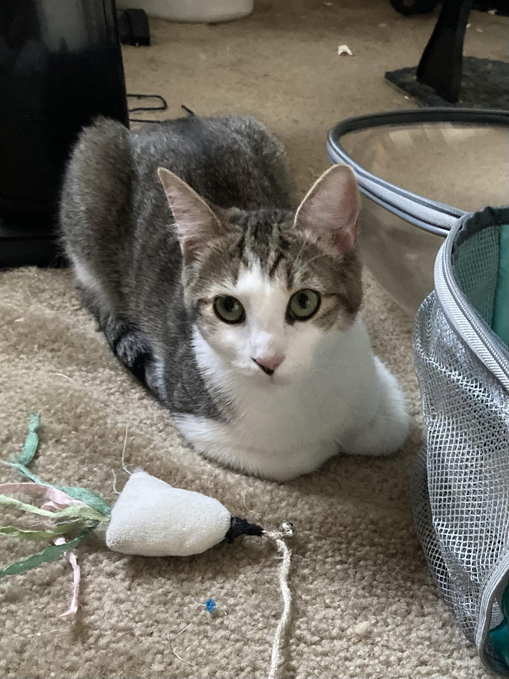 Sabrina - 11 MONTHS - READY TO JUMP INTO YOUR HEART!