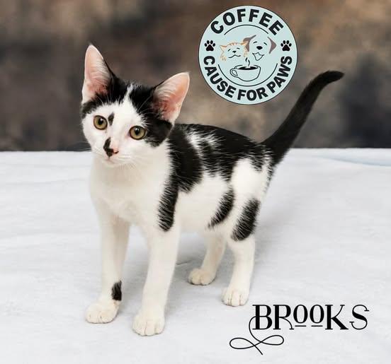 Brooks photo