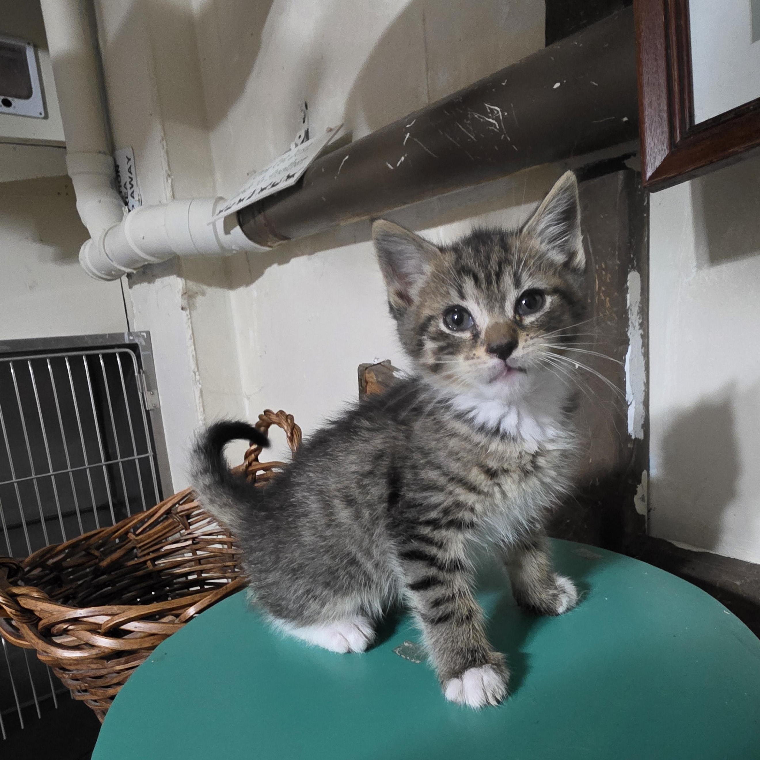 Spider, Adoptable, Kitten Male Domestic Short Hair & Tabby.