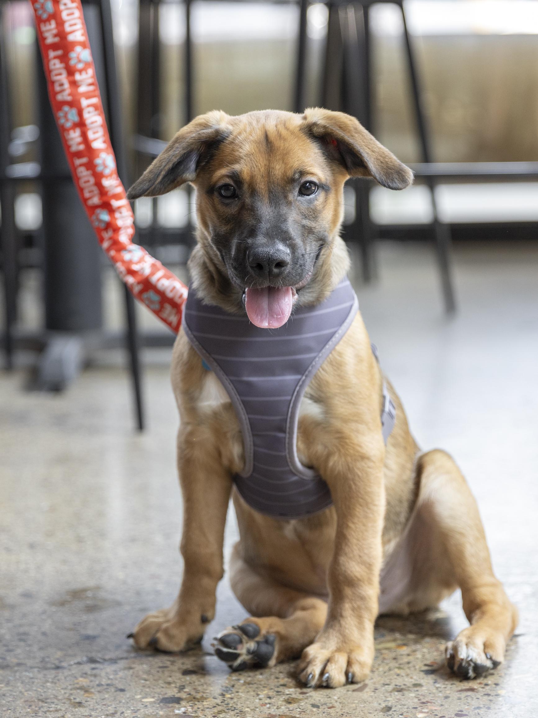 Enlarge Holden, a Adoptable mixed breed in Minneapolis, MN image 3/6