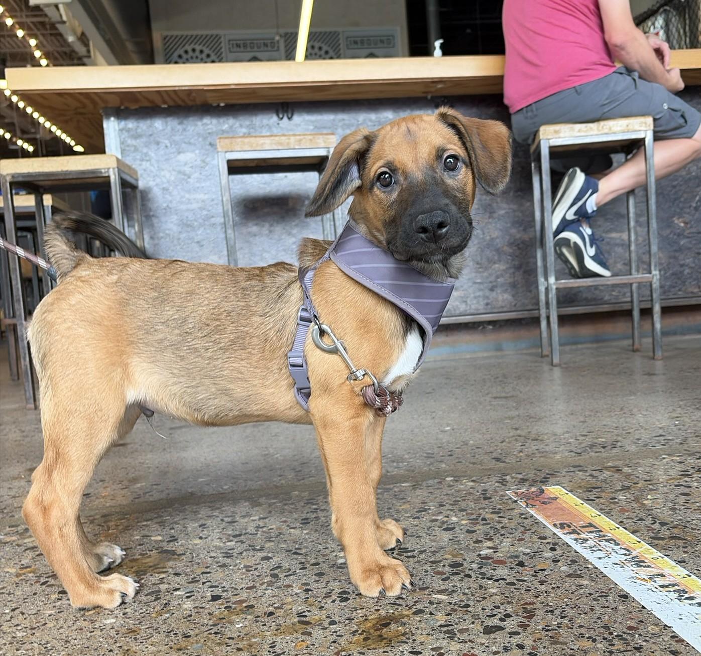 Enlarge Holden, a Adoptable mixed breed in Minneapolis, MN image 2/6