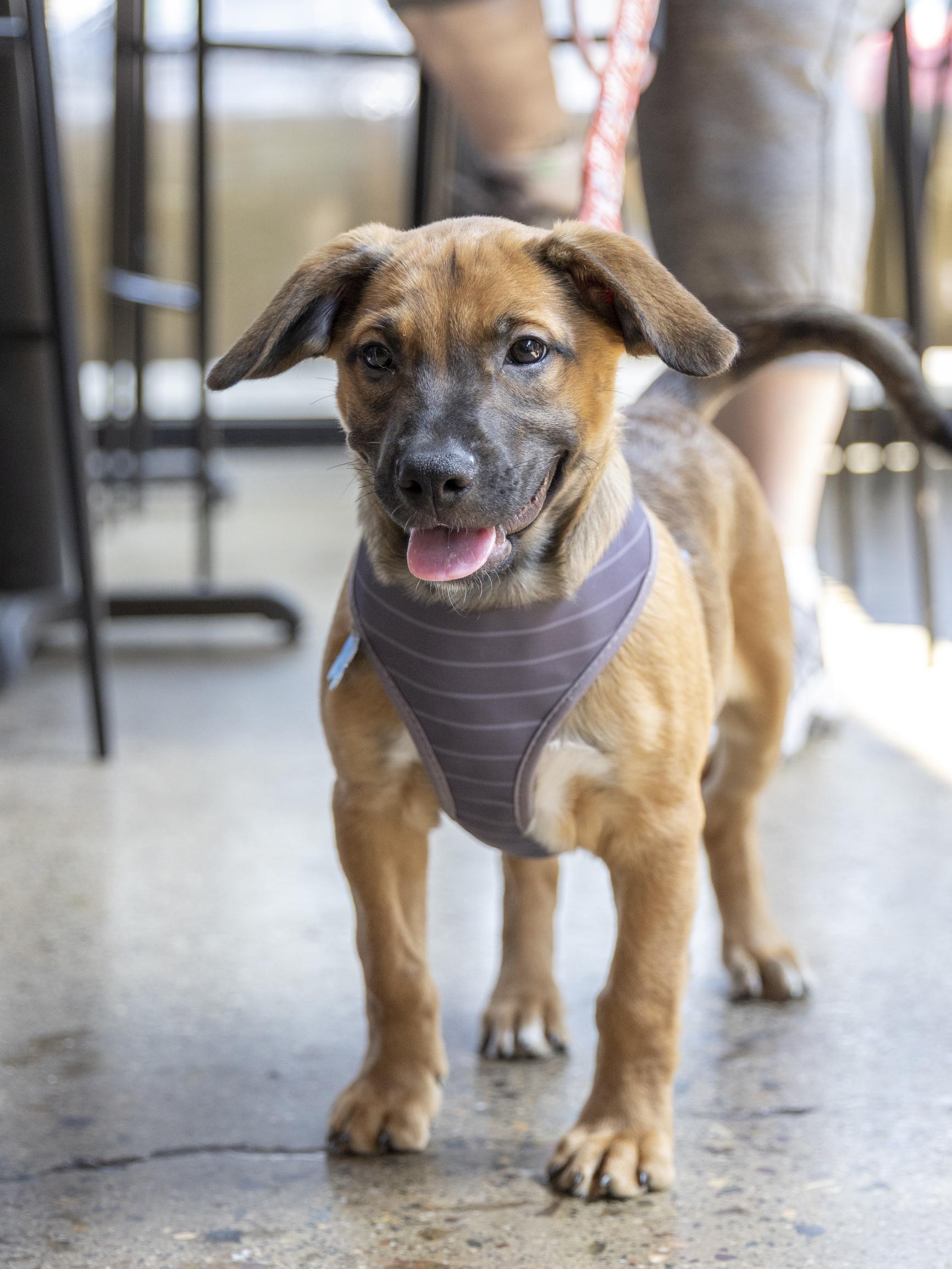 Enlarge Holden, a Adoptable mixed breed in Minneapolis, MN image 4/6