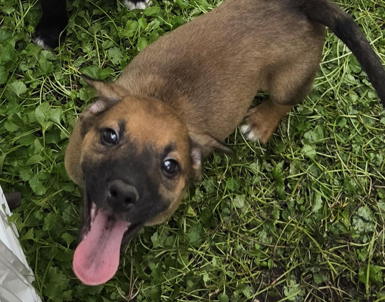 Enlarge Holden, a Adoptable mixed breed in Minneapolis, MN image 6/6
