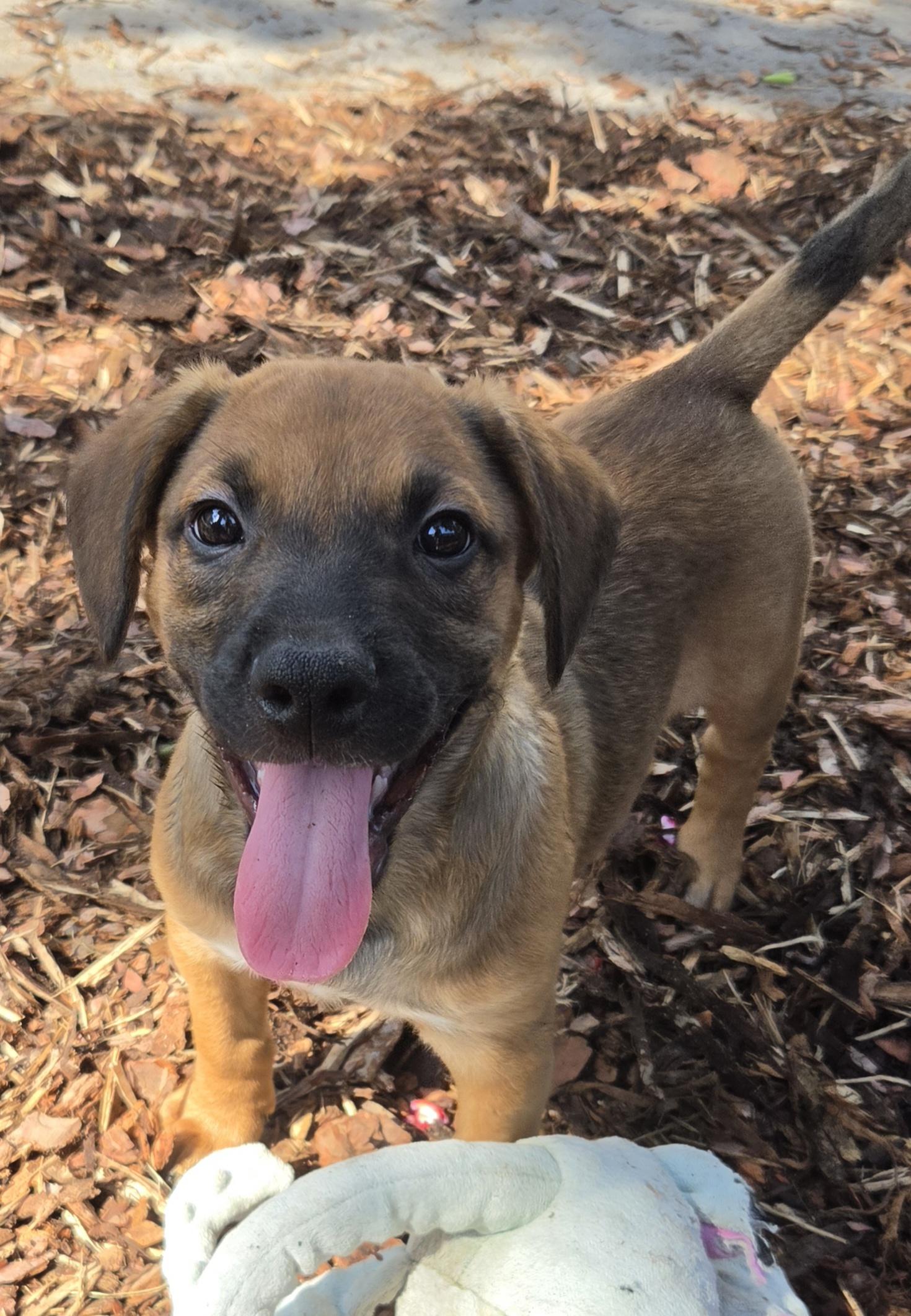 Enlarge Holden, a Adoptable mixed breed in Minneapolis, MN image 2/6