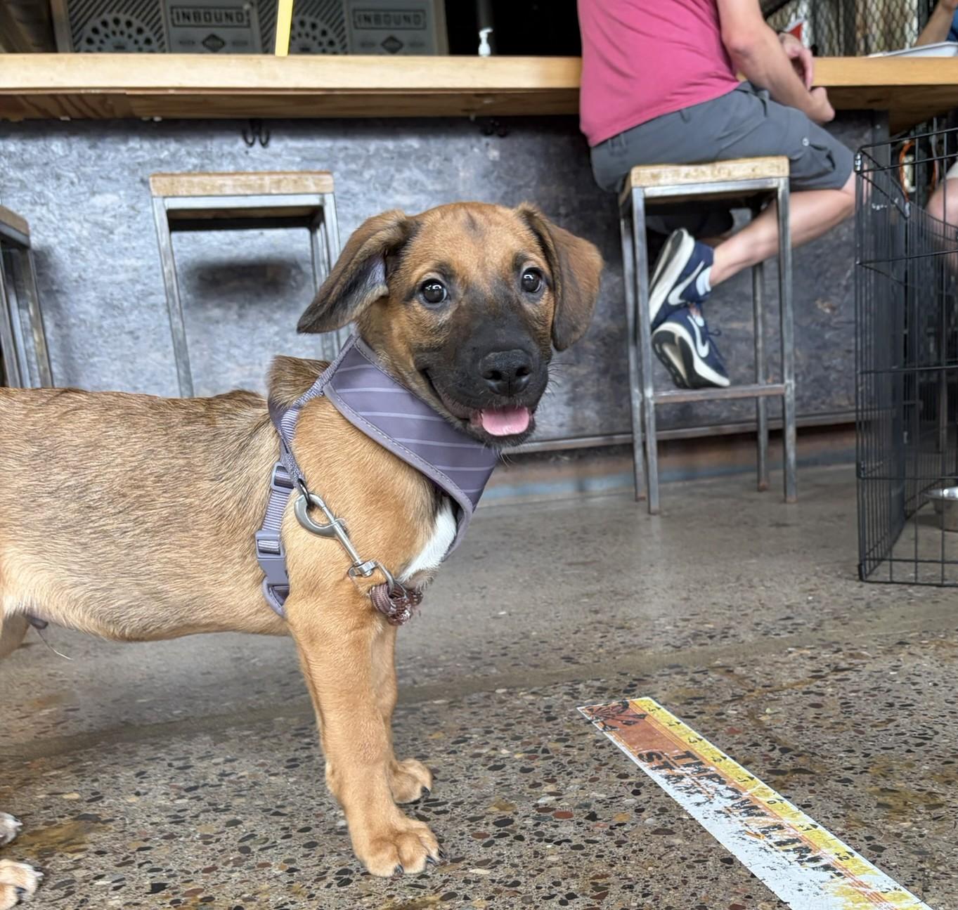 Holden, Adoptable, Puppy Male Retriever & Mixed Breed.