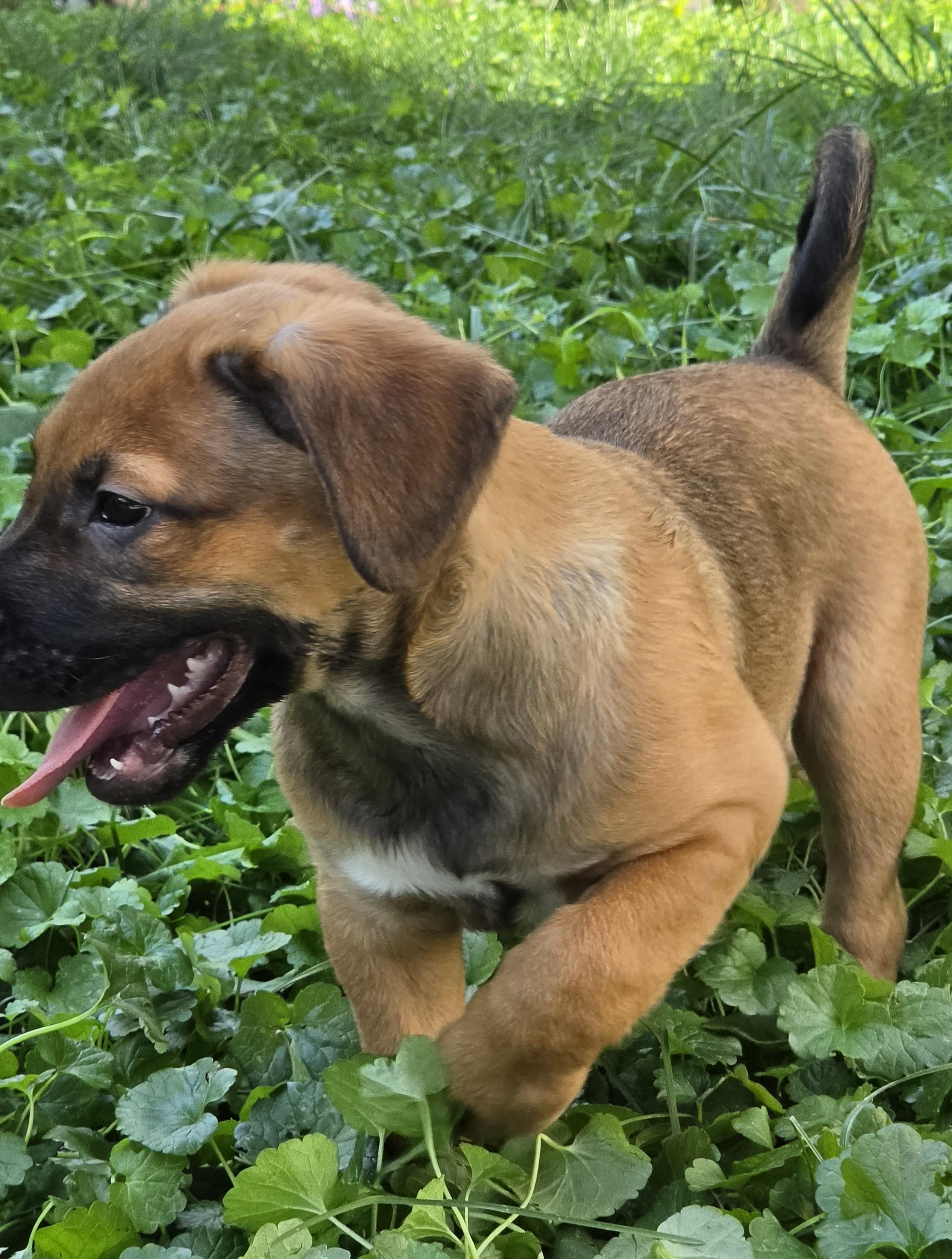 Enlarge Holden, a Adoptable mixed breed in Minneapolis, MN image 4/6