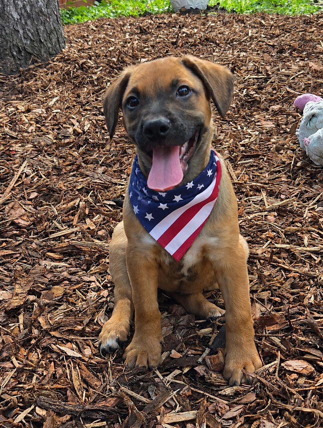 Enlarge Holden, a Adoptable mixed breed in Minneapolis, MN image 1/6