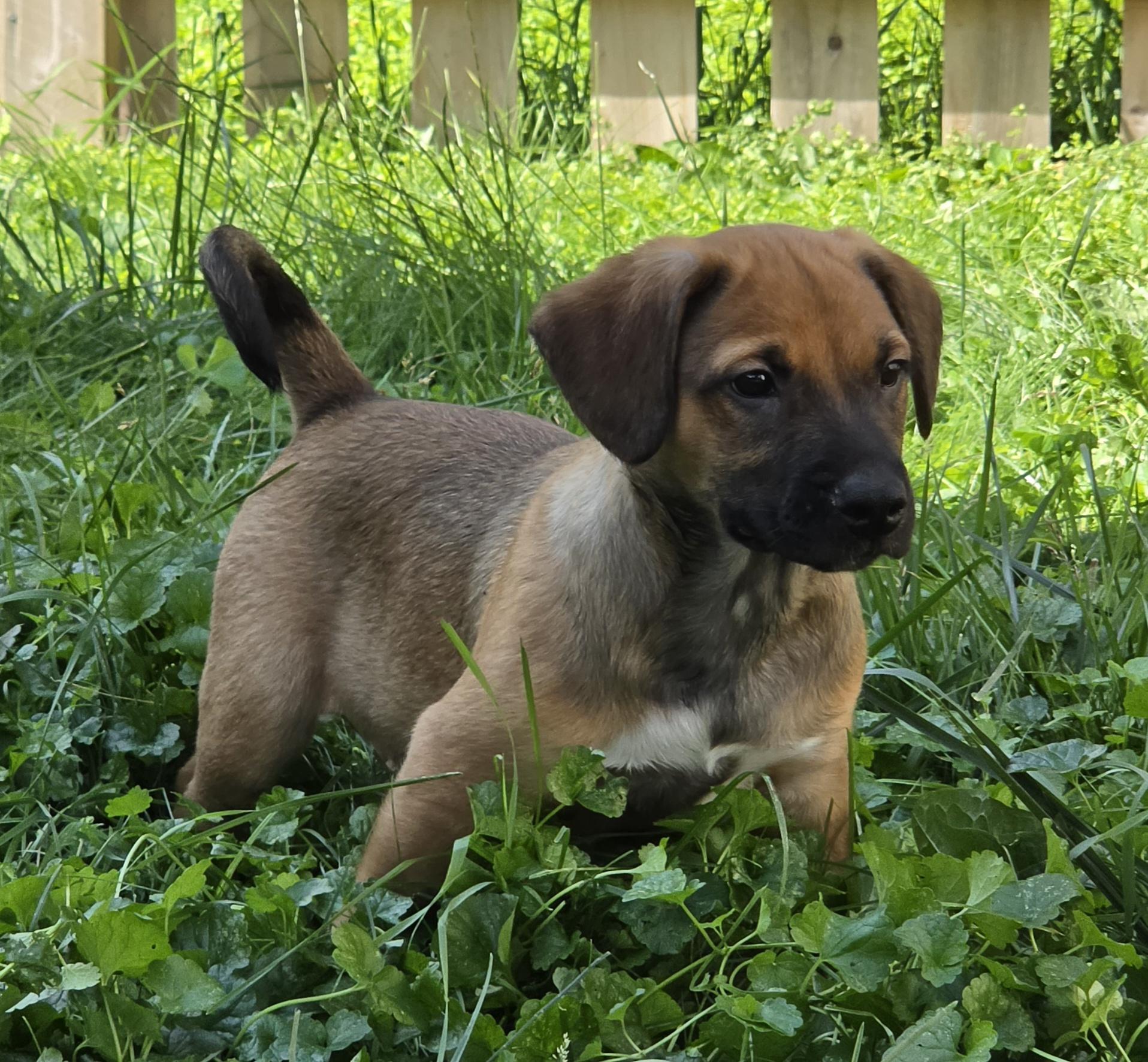 Enlarge Holden, a Adoptable mixed breed in Minneapolis, MN image 5/6