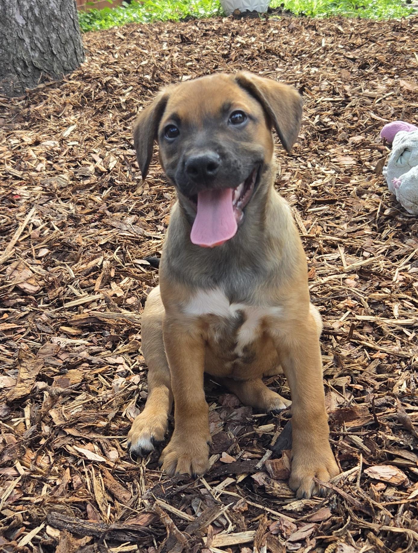 Enlarge Holden, a Adoptable mixed breed in Minneapolis, MN image 3/6
