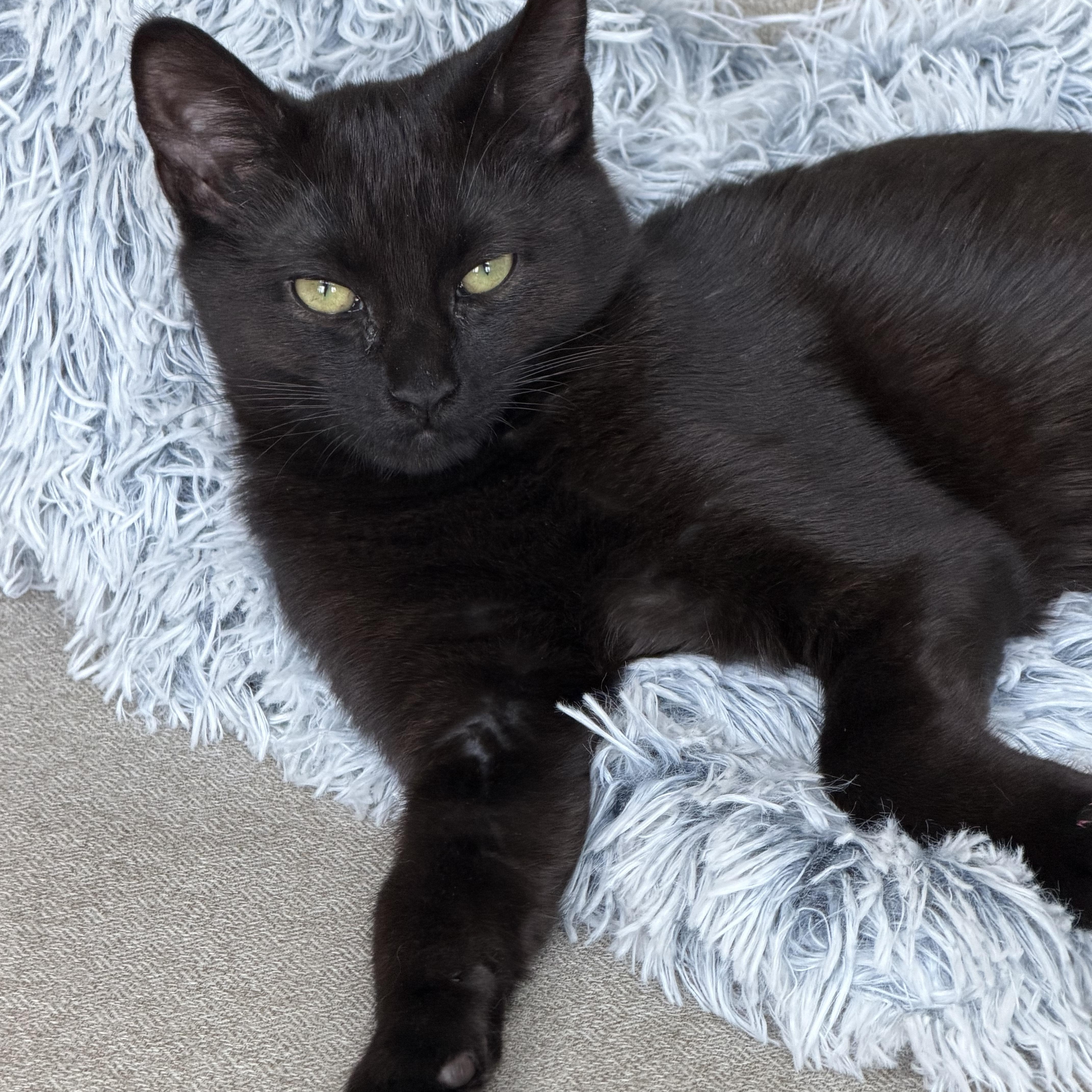 Enlarge Theo, a ADOPTABLE Domestic Short Hair in Johnson City, TN image 1/2