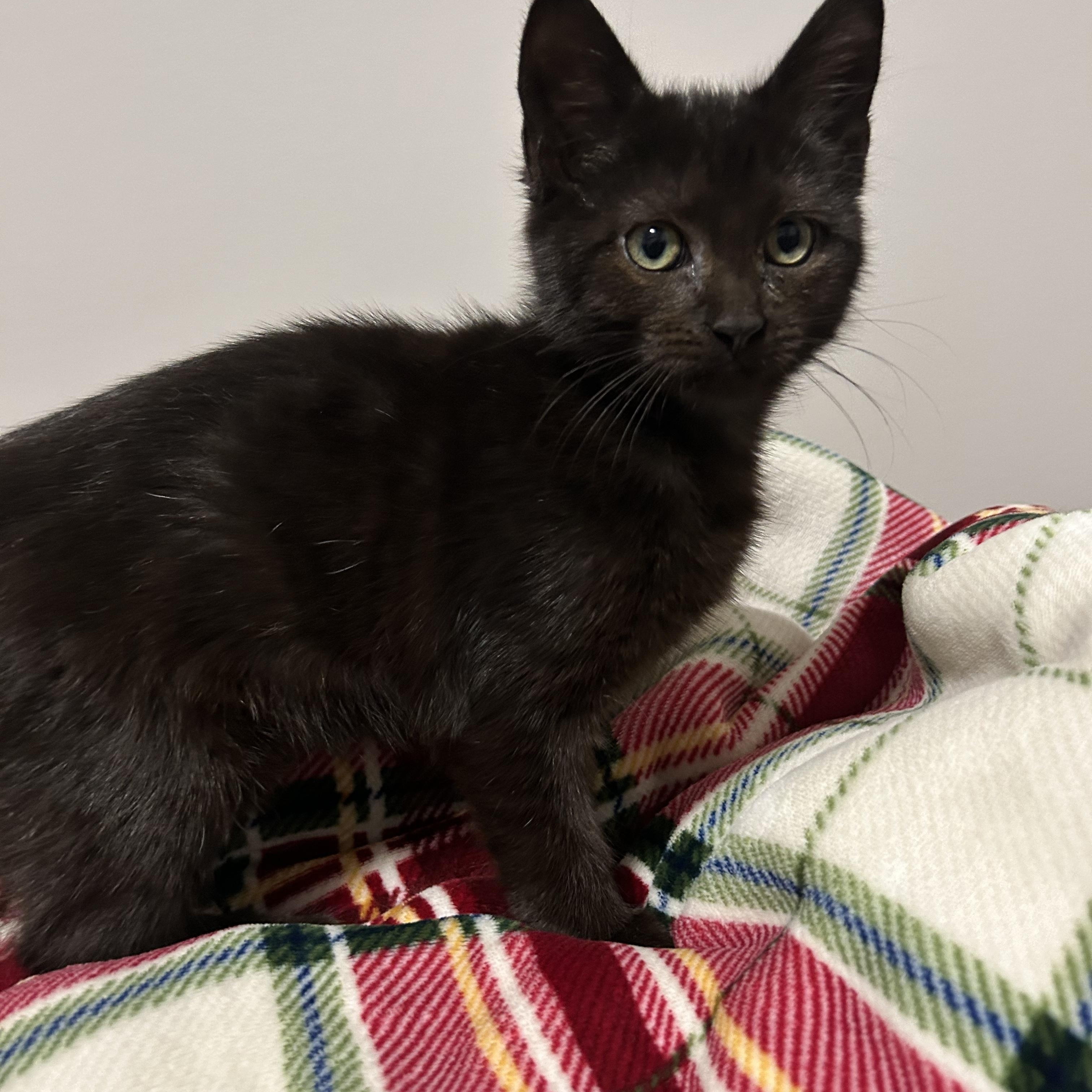 Enlarge Theo, a ADOPTABLE Domestic Short Hair in Johnson City, TN image 2/2