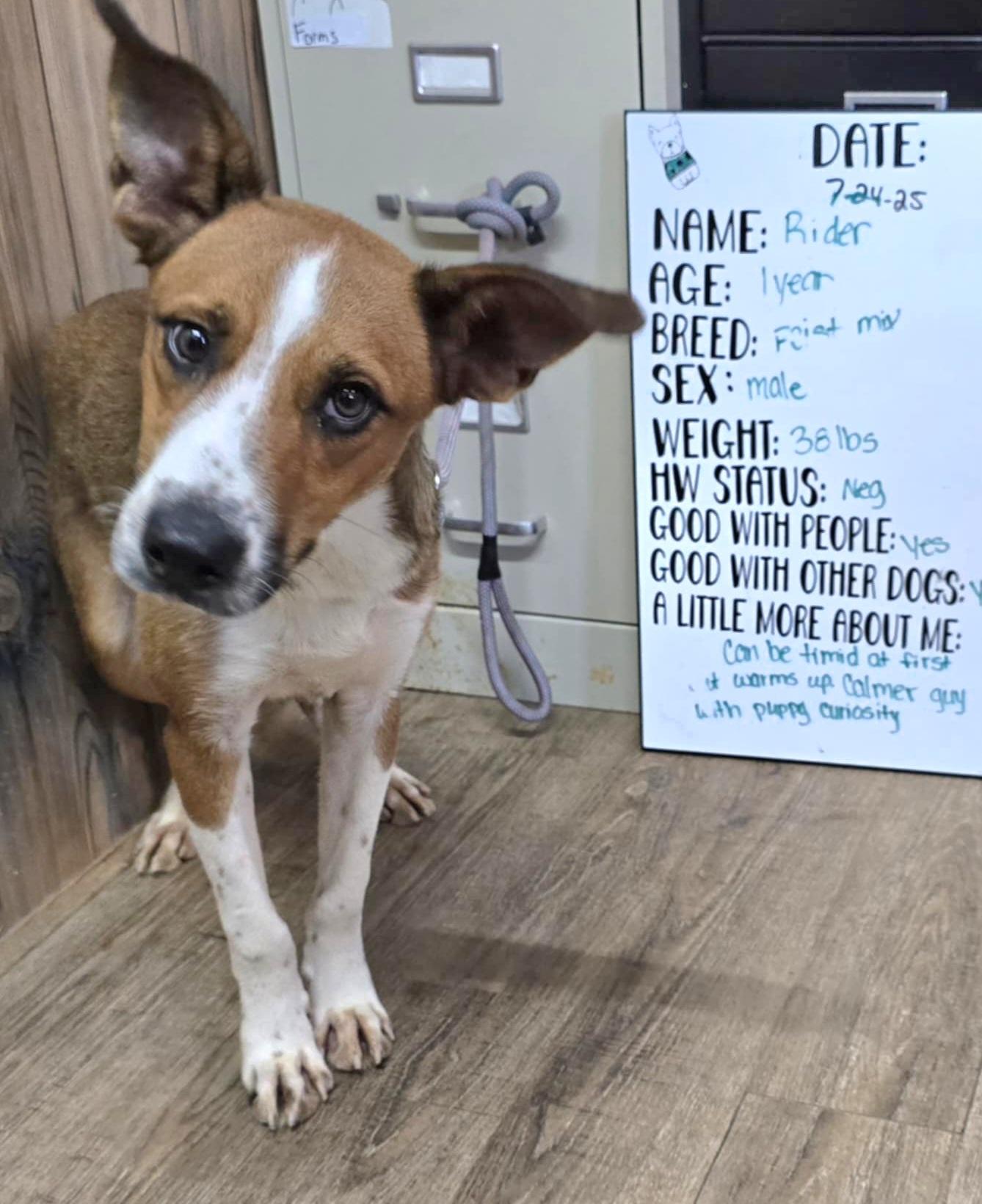 Enlarge Rider, a Adoptable mixed breed in Camden, AR image 1/1