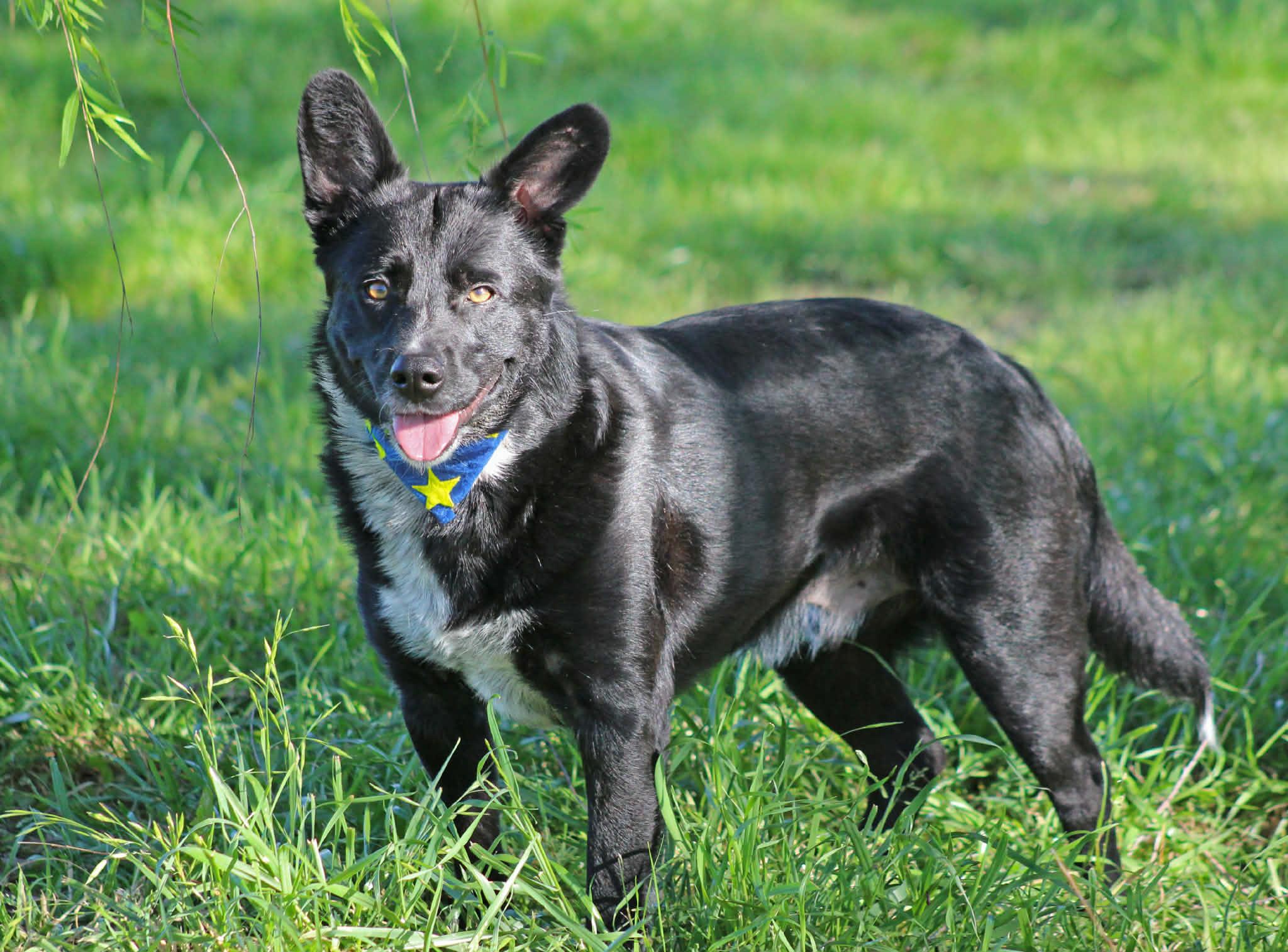 Chopper - Seeking Foster or Adopter, Adoptable, Young Male Border Collie.