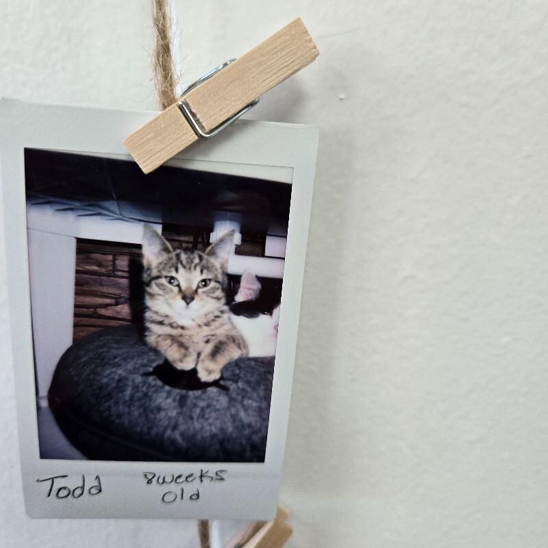 Enlarge Todd, a Adoptable Domestic Short Hair in MOUNT AIRY, NC image 1/1