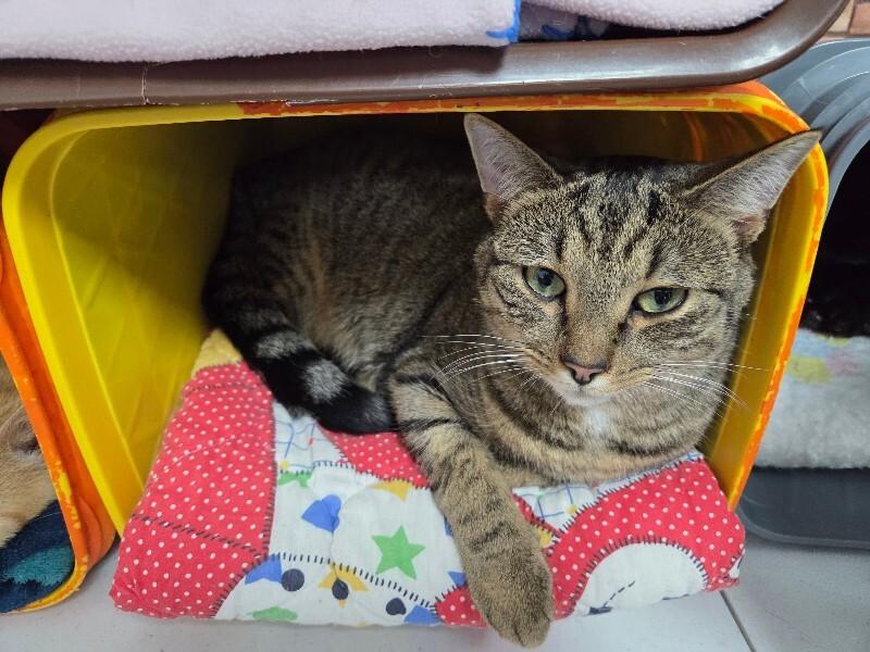 Enlarge Tod, a Adoptable Domestic Short Hair in MOUNT AIRY, NC image 2/3