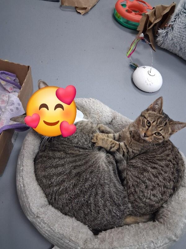 Enlarge Tod, a Adoptable Domestic Short Hair in MOUNT AIRY, NC image 3/3