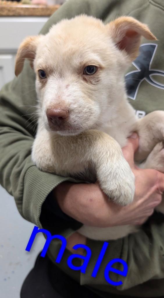 Enlarge LG-Campa, a Adoptable mixed breed in Seven Points, TX image 1/1