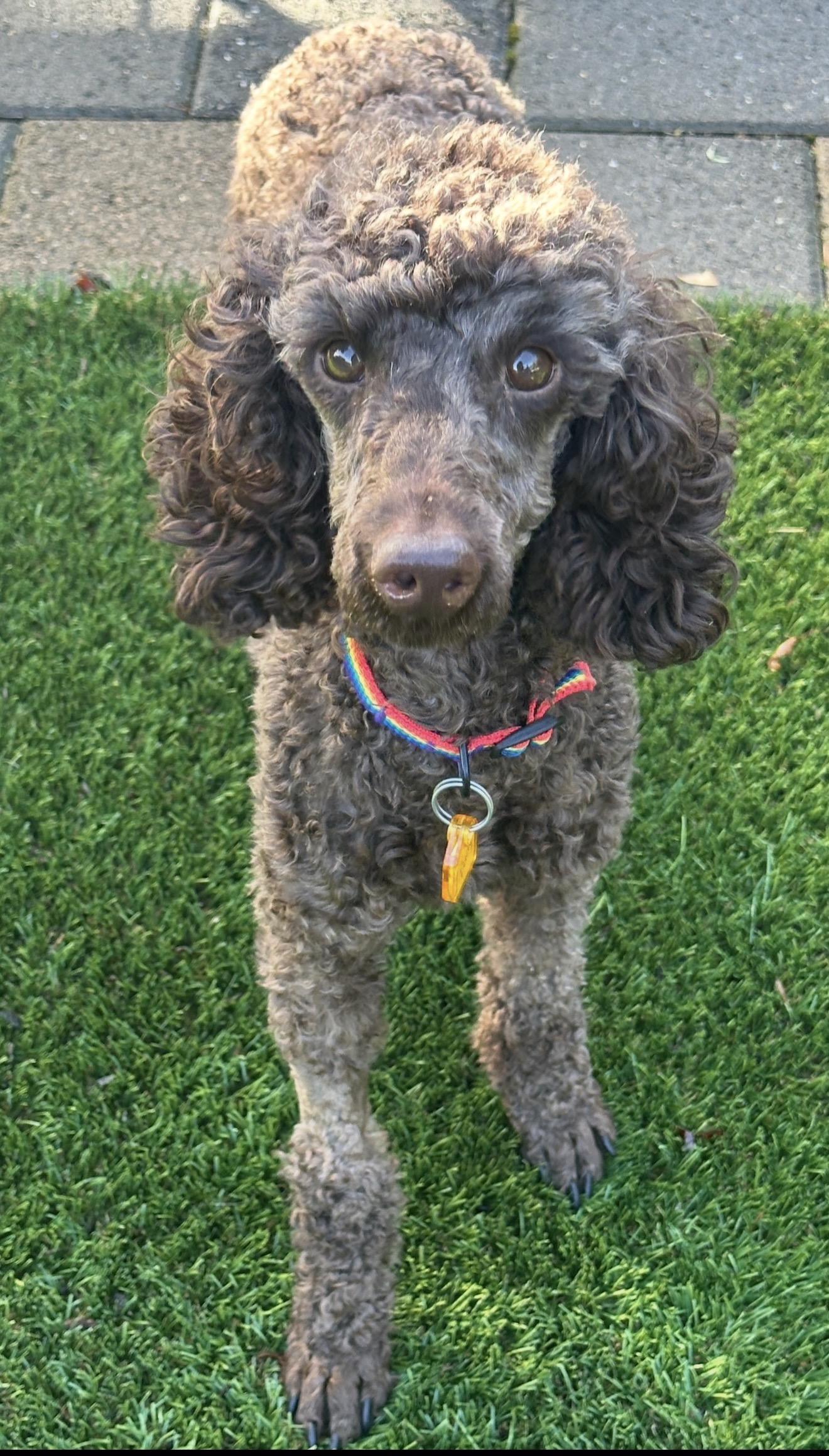 Enlarge Enzzo, a ADOPTABLE Miniature Poodle in Beaverton, OR image 1/1
