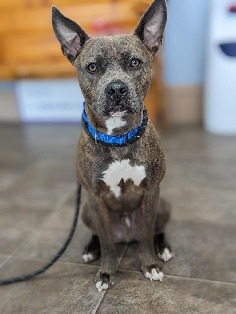 Luda, Adoptable, Adult Male Pit Bull Terrier.