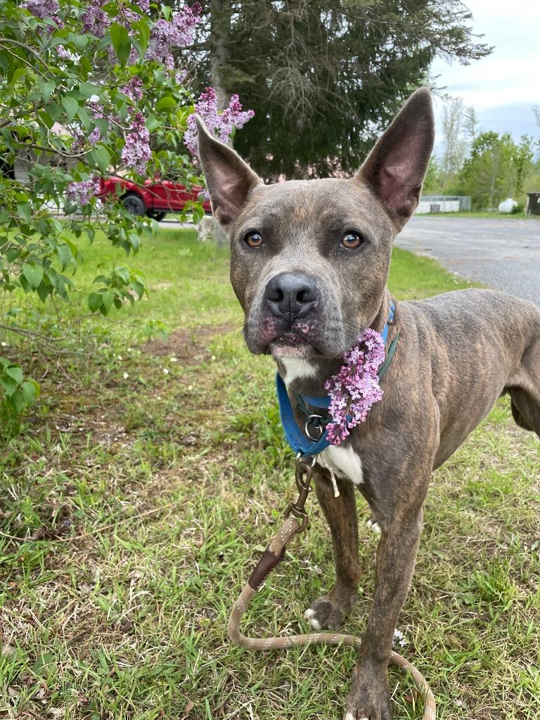 Luda, Adoptable, Adult Male Pit Bull Terrier.