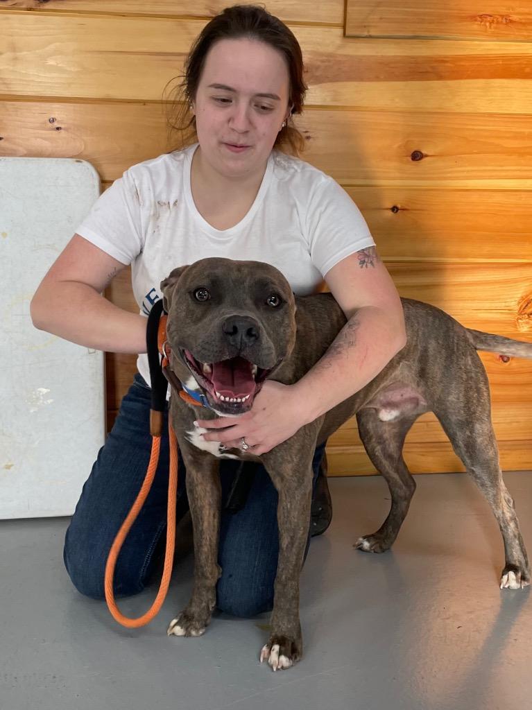 Luda, Adoptable, Adult Male Pit Bull Terrier.