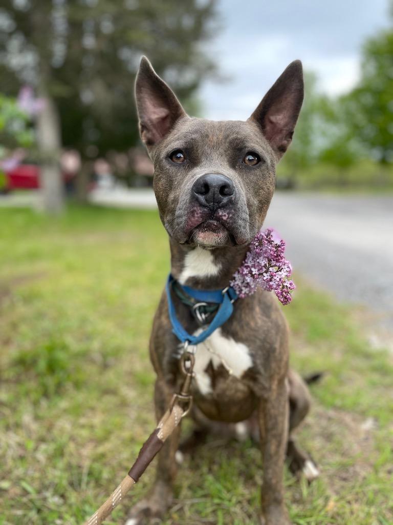 Enlarge Luda, a Adoptable Pit Bull Terrier in Glenfield, NY image 2/6