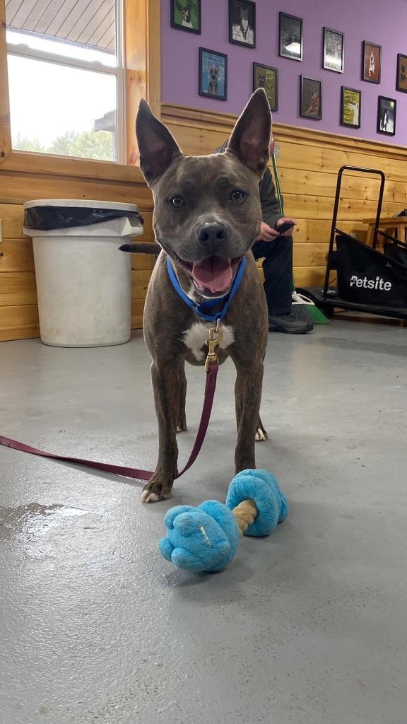 Enlarge Luda, a Adoptable Pit Bull Terrier in Glenfield, NY image 3/6