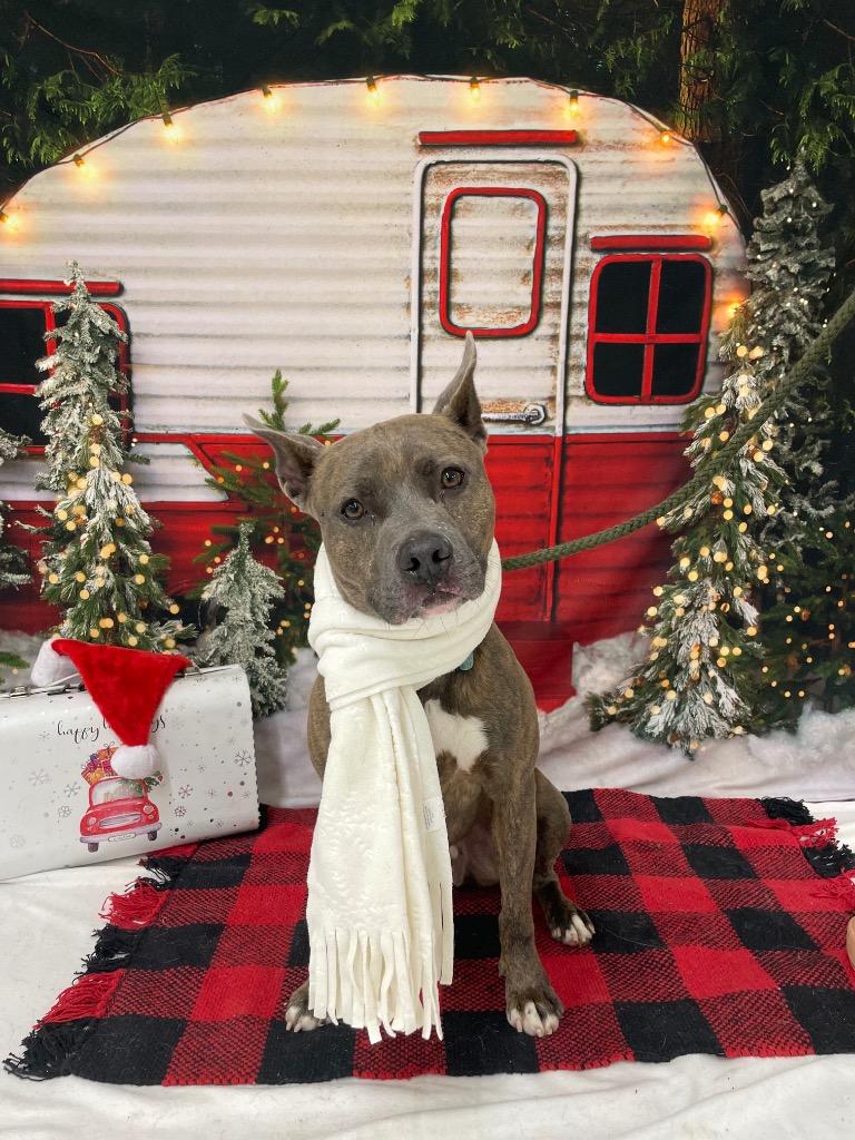 Enlarge Luda, a Adoptable Pit Bull Terrier in Glenfield, NY image 5/6