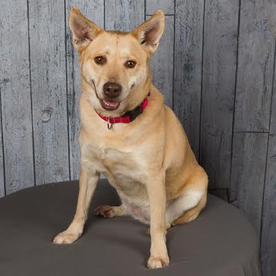 Enlarge Jessie, a ADOPTABLE mixed breed in Sudbury, MA image 1/4