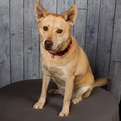 Enlarge Jessie, a ADOPTABLE mixed breed in Sudbury, MA image 4/4