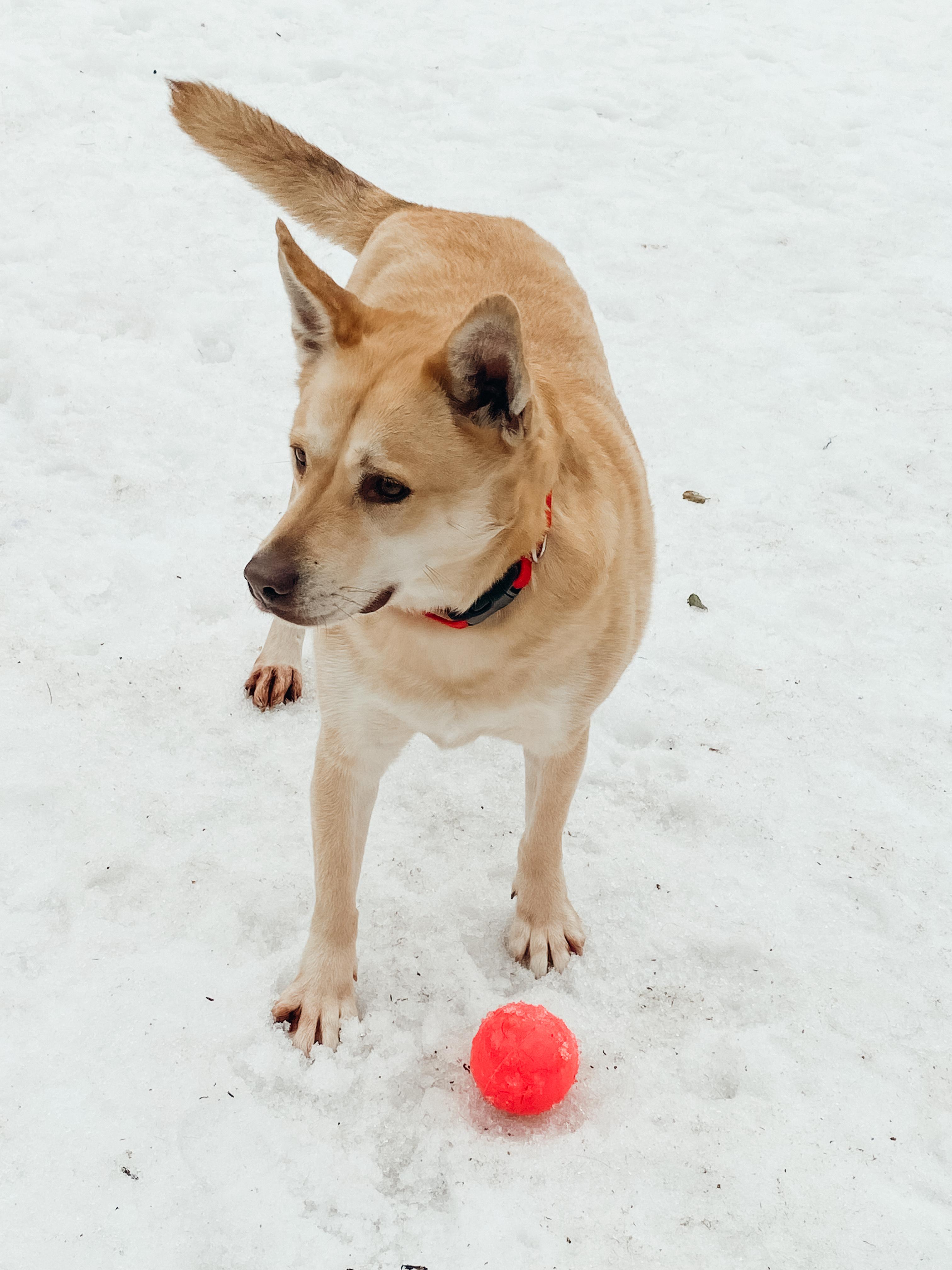 Enlarge Jessie, a ADOPTABLE mixed breed in Sudbury, MA image 5/5