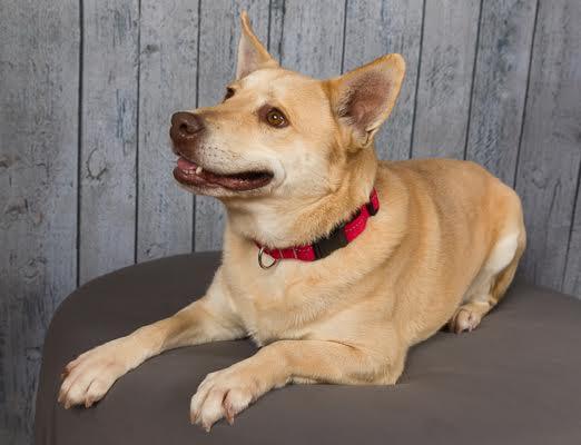 Jessie, ADOPTABLE, Adult Female Shiba Inu & Pembroke Welsh Corgi.
