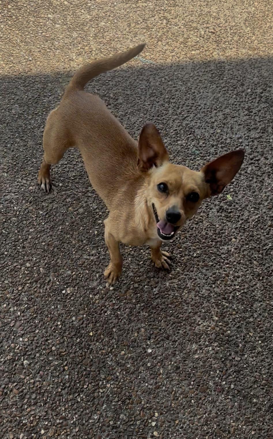 Enlarge Susie, a Adoptable Chihuahua in Covington, TN image 3/3